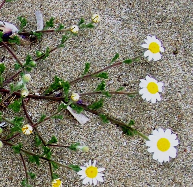 Anthemis sp.